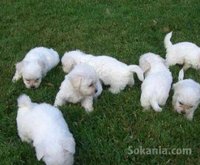 Chiots bichon maltais race pure