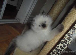 Chiots humalya race pure