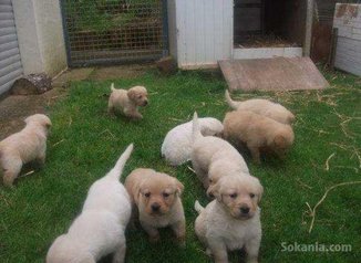 Chiots labrador race pure
