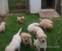 Chiots labrador race pure