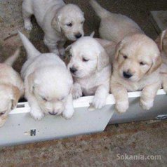 Chiots labrador race pure
