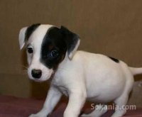 chiots jack Russell race pure