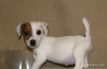 Chiots jack Russell race pure