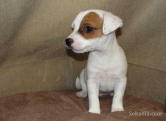 Chiots jack Russell race pure