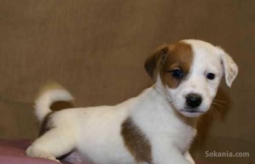 Chiots jack Russell race pure
