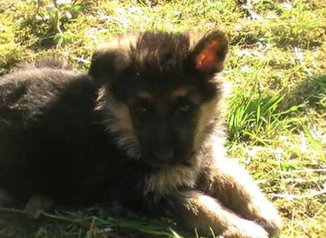 Chiots berger allemand race pure
