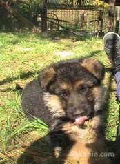Chiots berger allemand race pure