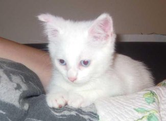 Chaton angora turc de race pure