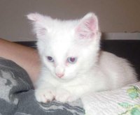 Chaton angora turc de race pure