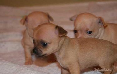 Chiots chihuahua race pure
