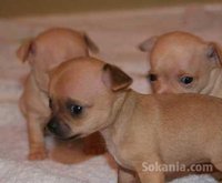Chiots chihuahua race pure