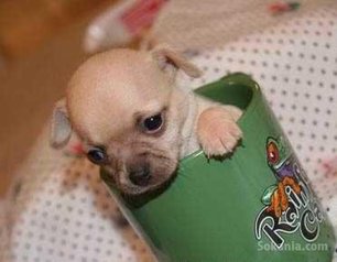 Chiots chihuahua race pure