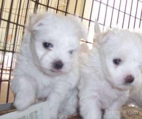 Chiots bichon maltais race pure