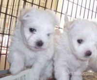 chiots bichon maltais race pure