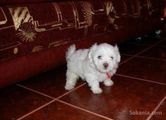 Chiots bichon maltais race pure