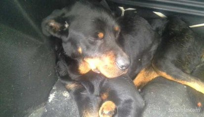 Femeile rottwiler