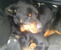 femeile rottwiler