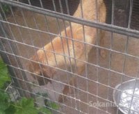 femeile labrador