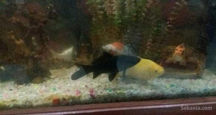 Aquarium