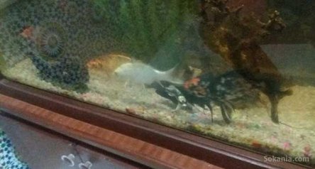 Aquarium