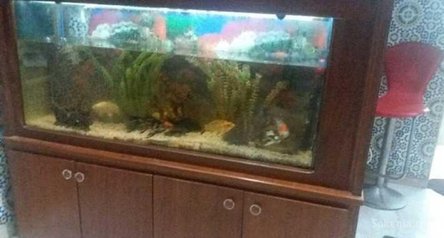 Aquarium