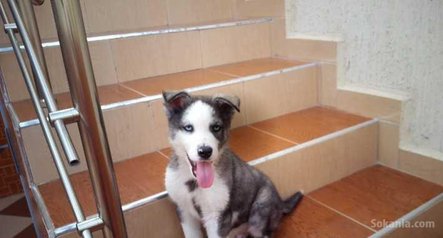 Chien Husky