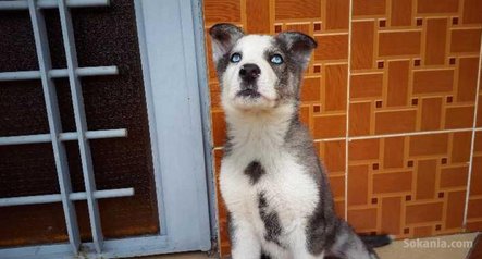 Chien Husky