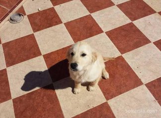 Chiot golden retriver