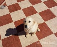 chiot golden retriver