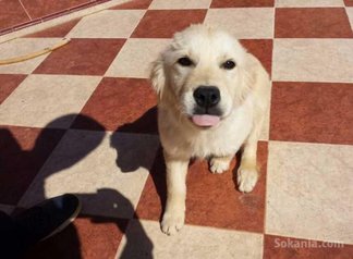 Chiot golden retriver