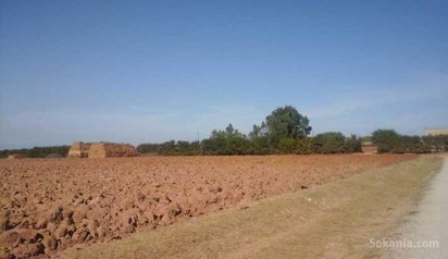 Terrain agricole 16 h Louisia région mohamadia