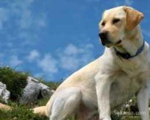 Labrador a vendre