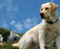 Labrador a vendre