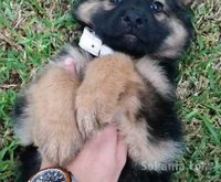chiots berger allemand