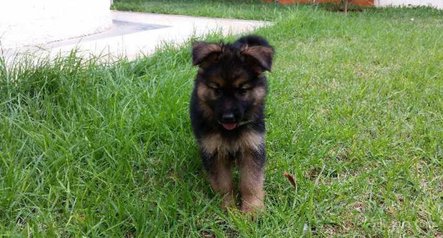 Chiots berger allemand