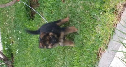Chiots berger allemand