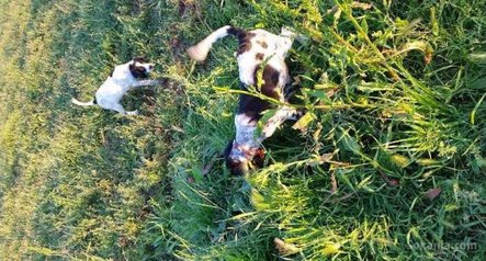 Chiot du chasse