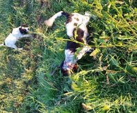chiot du chasse