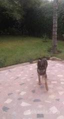 Berger allemand pure race