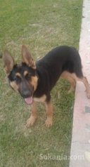 Berger allemand pure race