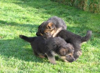 Chiots berger allemand