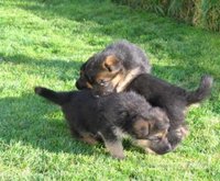chiots berger allemand