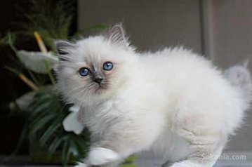 Chaton de race pure sacre de Birmanie