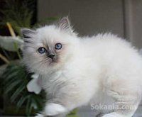 Chaton de race pure sacre de Birmanie