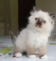 Chaton de race pure sacre de Birmanie