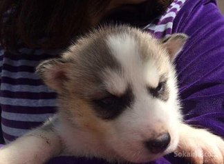 Chiots husky