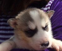 Chiots husky
