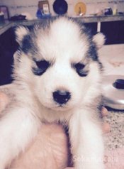 Chiots husky