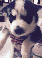 Chiots husky