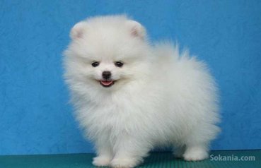 Magnifiques chiots MALTESE pour adoption